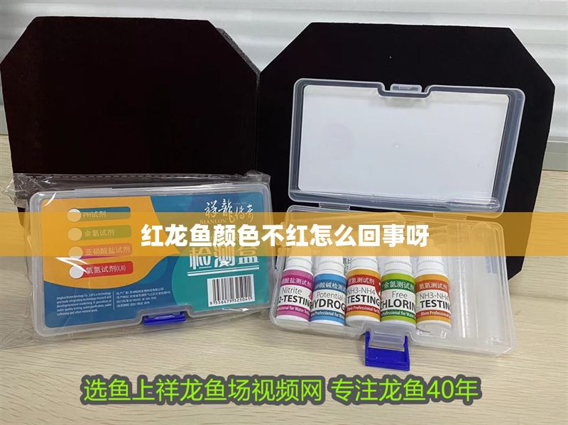 紅龍魚顏色不紅怎么回事呀