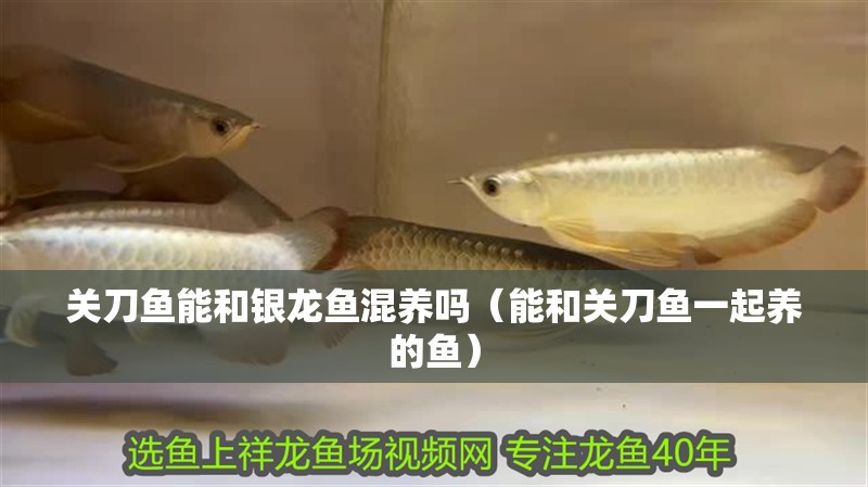 關刀魚能和銀龍魚混養嗎（能和關刀魚一起養的魚）