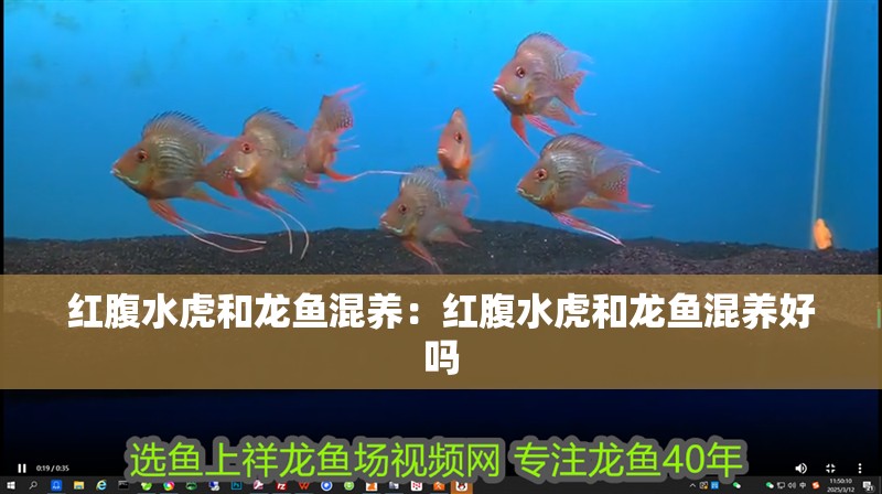 紅腹水虎和龍魚混養:紅腹水虎和龍魚混養好嗎 水族問答 紅腹水虎和龍魚混養:紅腹水虎和龍魚混養好嗎 紅腹水虎和龍魚混養:紅腹水虎和龍魚混養好嗎 水族問答