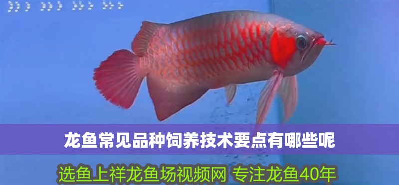 龍魚常見品種飼養技術要點有哪些呢