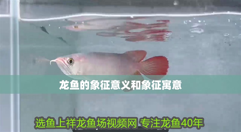 龍魚的象征意義和象征寓意 龍魚的象征意義和象征寓意 龍魚百科 第2張