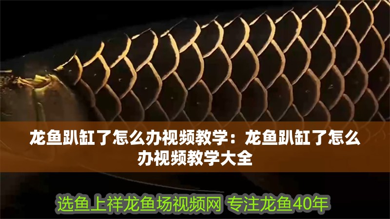 龍魚趴缸了怎么辦視頻教學：龍魚趴缸了怎么辦視頻教學大全