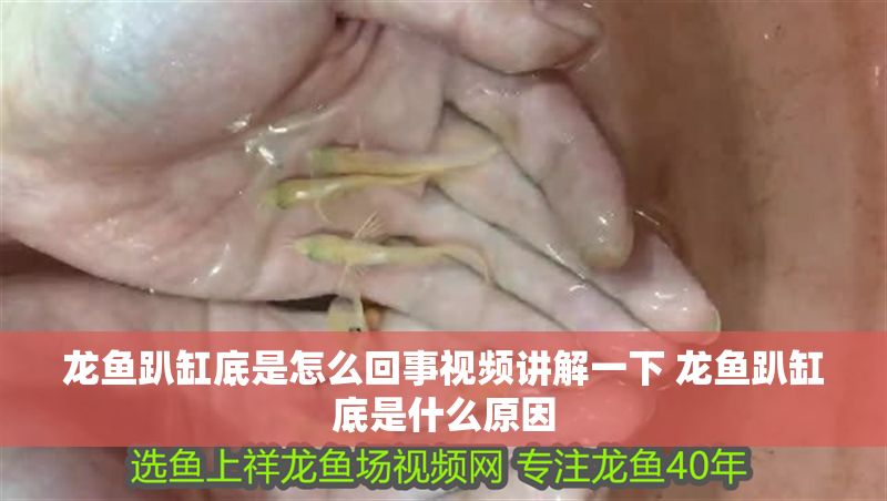 龍魚趴缸底是怎么回事視頻講解一下 龍魚趴缸底是什么原因 龍魚百科 第1張 龍魚趴缸底是怎么回事視頻講解一下 龍魚趴缸底是什么原因 龍魚趴缸底是怎么回事視頻講解一下 龍魚趴缸底是什么原因 龍魚百科 第1張
