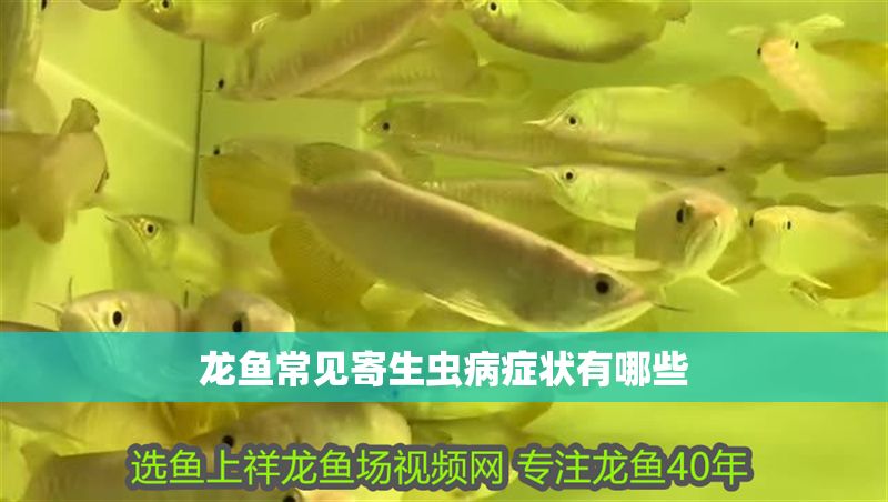 龍魚常見寄生蟲病癥狀有哪些