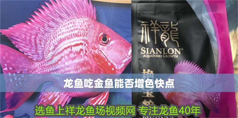 龍魚吃金魚能否增色快點(diǎn)