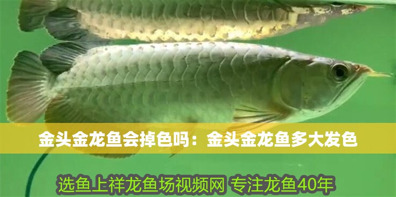 金頭金龍魚會掉色嗎：金頭金龍魚多大發(fā)色 金頭金龍魚會掉色嗎：金頭金龍魚多大發(fā)色 水族問答