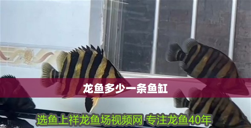 龍魚多少一條魚缸