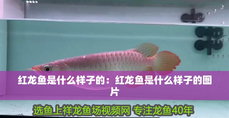 紅龍魚是什么樣子的：紅龍魚是什么樣子的圖片 紅龍魚是什么樣子的：紅龍魚是什么樣子的圖片 水族問答