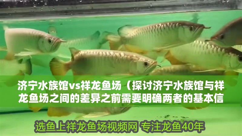濟寧水族館vs祥龍魚場（探討濟寧水族館與祥龍魚場之間的差異之前需要明確兩者的基本信息）