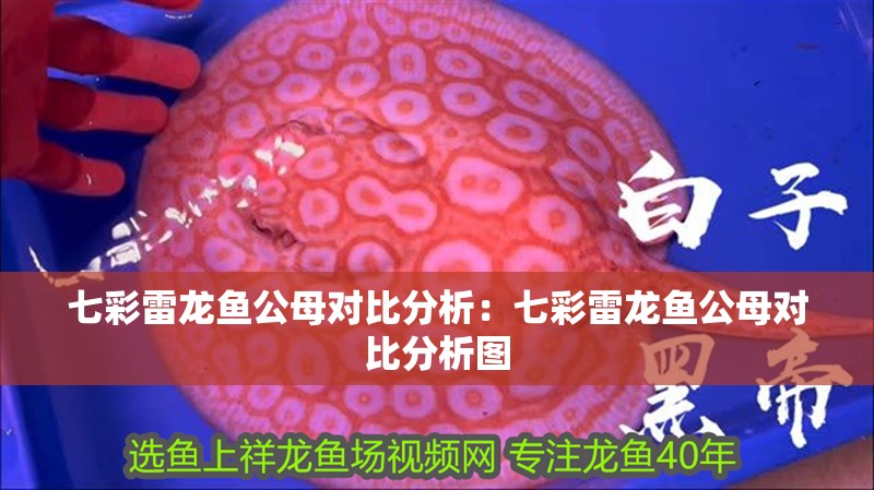 七彩雷龍魚公母對(duì)比分析：七彩雷龍魚公母對(duì)比分析圖