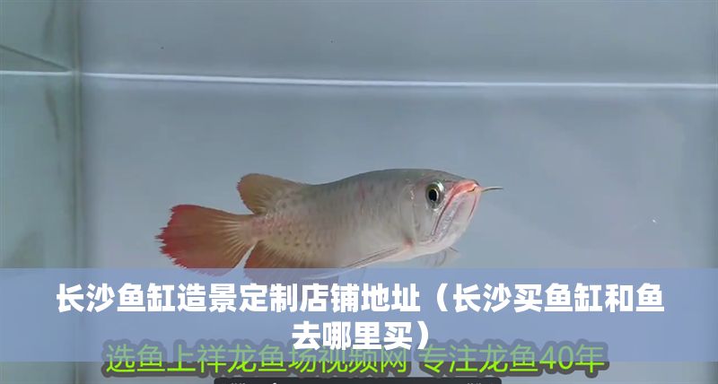 長沙魚缸造景定制店鋪地址（長沙買魚缸和魚去哪里買）