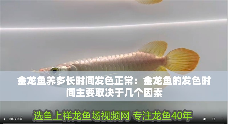 金龍魚(yú)養(yǎng)多長(zhǎng)時(shí)間發(fā)色正常：金龍魚(yú)的發(fā)色時(shí)間主要取決于幾個(gè)因素
