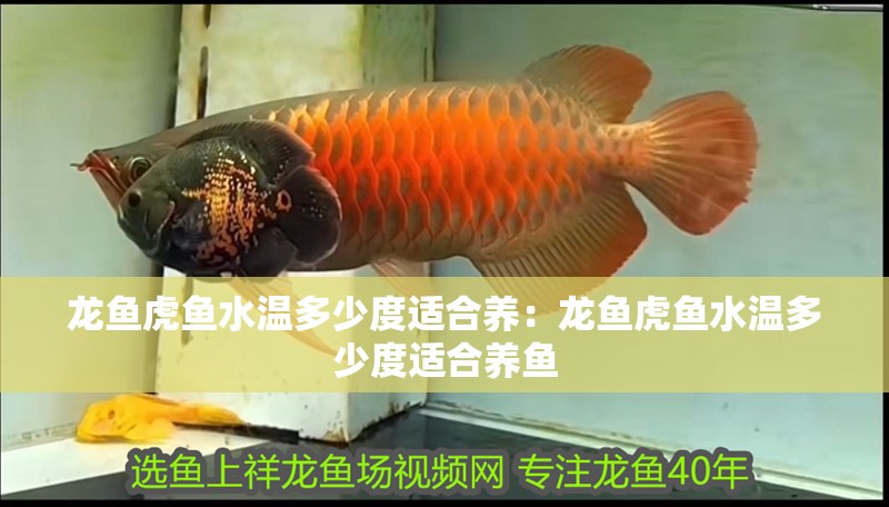 龍魚虎魚水溫多少度適合養(yǎng)：龍魚虎魚水溫多少度適合養(yǎng)魚
