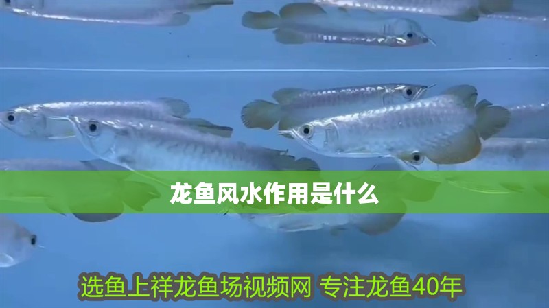龍魚風水作用是什么 龍魚風水作用是什么 龍魚百科 第2張