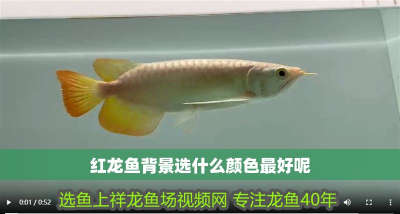 紅龍魚背景選什么顏色最好呢 紅龍魚背景選什么顏色最好呢 龍魚百科 第1張