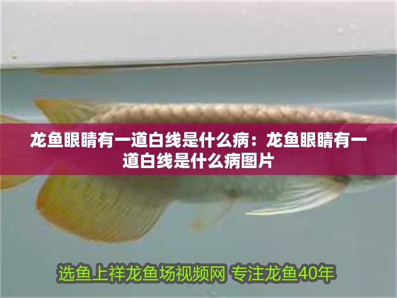 龍魚眼睛有一道白線是什么病：龍魚眼睛有一道白線是什么病圖片 龍魚眼睛有一道白線是什么病：龍魚眼睛有一道白線是什么病圖片 水族問答