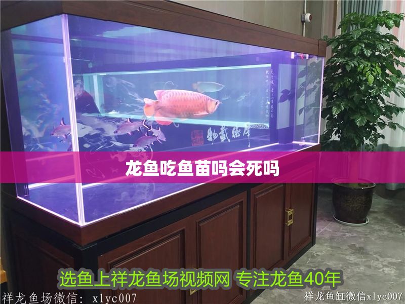 龍魚吃魚苗嗎會死嗎 龍魚吃魚苗嗎會死嗎 龍魚百科 第2張