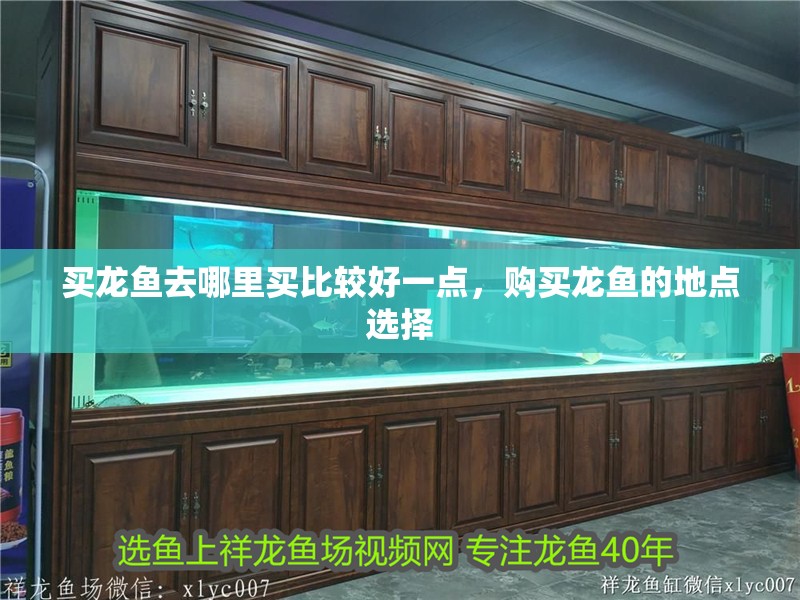 買龍魚去哪里買比較好一點，購買龍魚的地點選擇 買龍魚去哪里買比較好一點，購買龍魚的地點選擇 龍魚百科 第2張