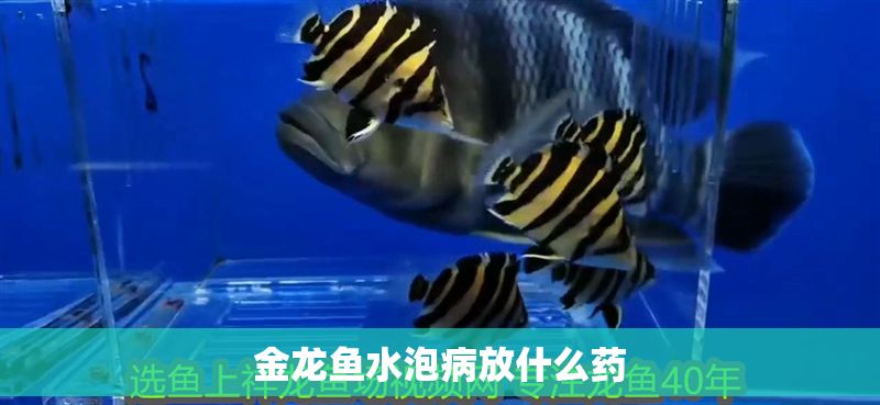 金龍魚水泡病放什么藥 龍魚百科 第2張 金龍魚水泡病放什么藥 金龍魚水泡病放什么藥 龍魚百科 第2張