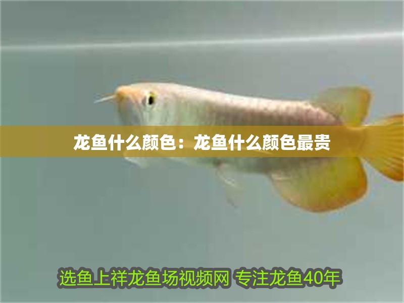 龍魚什么顏色：龍魚什么顏色最貴