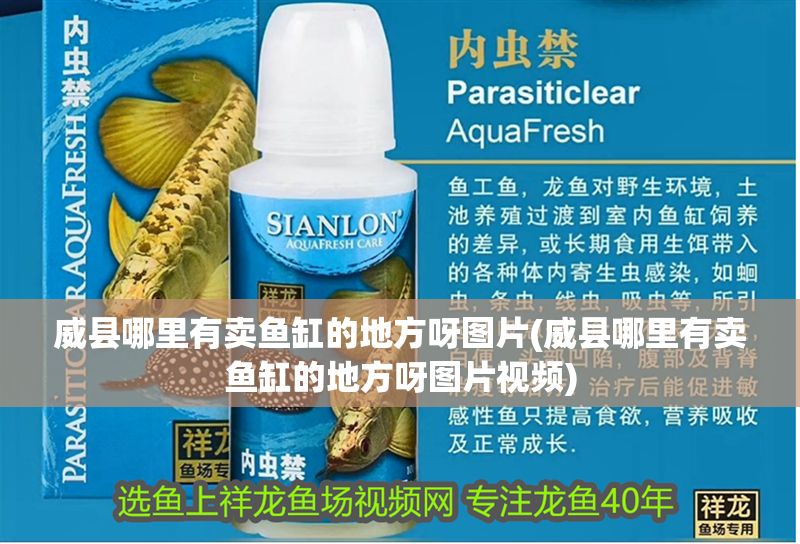 威縣哪里有賣魚缸的地方呀圖片(威縣哪里有賣魚缸的地方呀圖片視頻) 威縣哪里有賣魚缸的地方呀圖片(威縣哪里有賣魚缸的地方呀圖片視頻) 龍魚百科 第1張