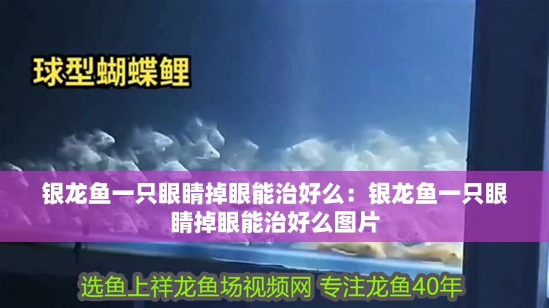 銀龍魚一只眼睛掉眼能治好么：銀龍魚一只眼睛掉眼能治好么圖片