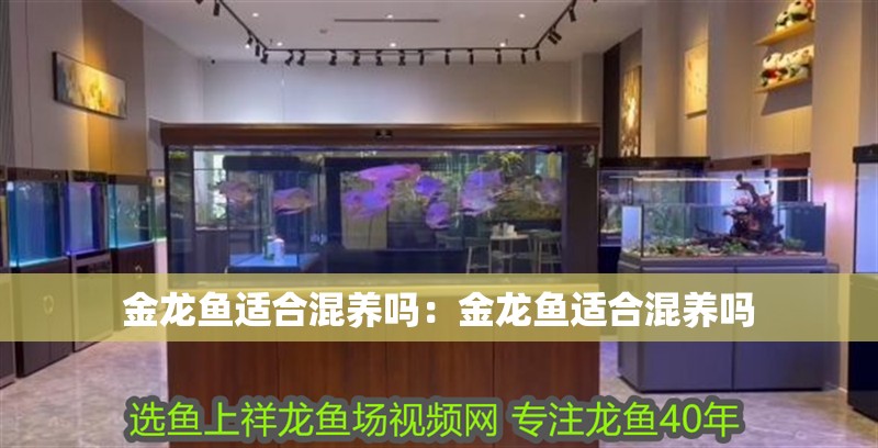金龍魚適合混養嗎：金龍魚適合混養嗎