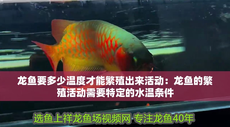龍魚要多少溫度才能繁殖出來活動(dòng)：龍魚的繁殖活動(dòng)需要特定的水溫條件