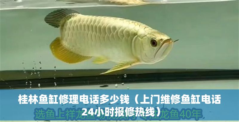 桂林魚缸修理電話多少錢（上門維修魚缸電話 24小時報修熱線） 桂林魚缸修理電話多少錢（上門維修魚缸電話 24小時報修熱線） 龍魚百科 第1張