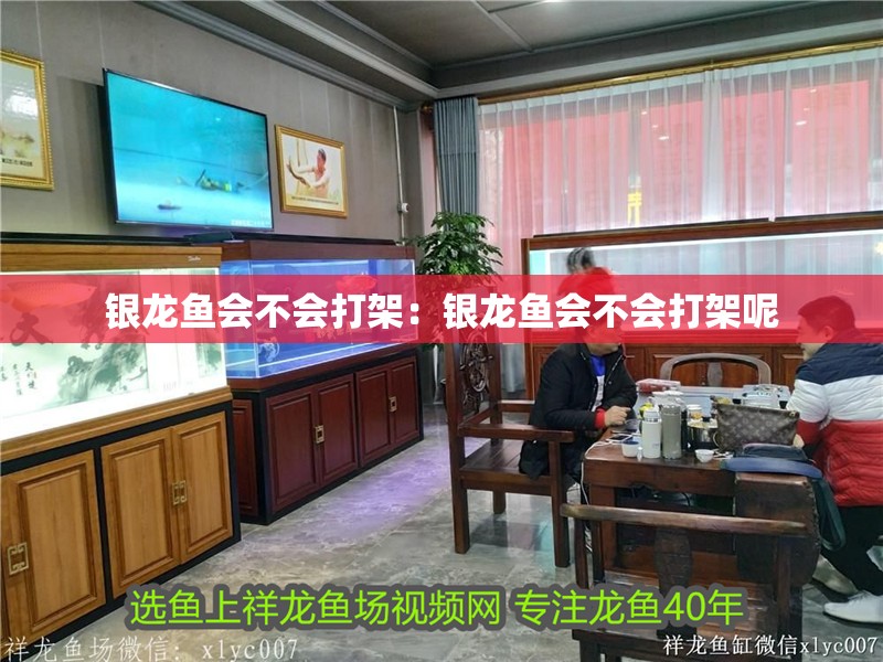 銀龍魚會不會打架：銀龍魚會不會打架呢 銀龍魚會不會打架：銀龍魚會不會打架呢 水族問答