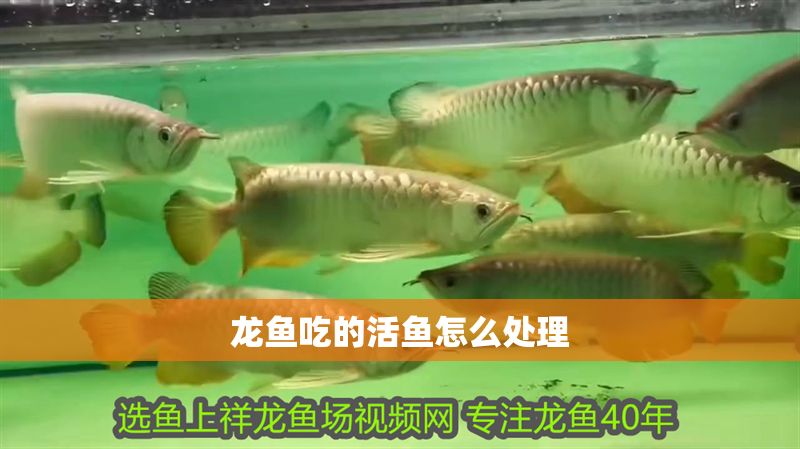 龍魚吃的活魚怎么處理 龍魚吃的活魚怎么處理 龍魚百科 第2張