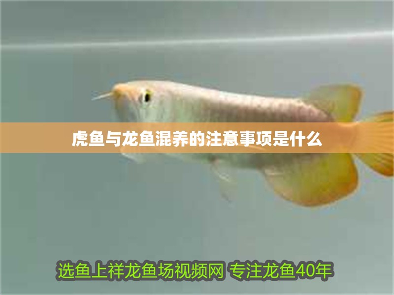 虎魚與龍魚混養的注意事項是什么