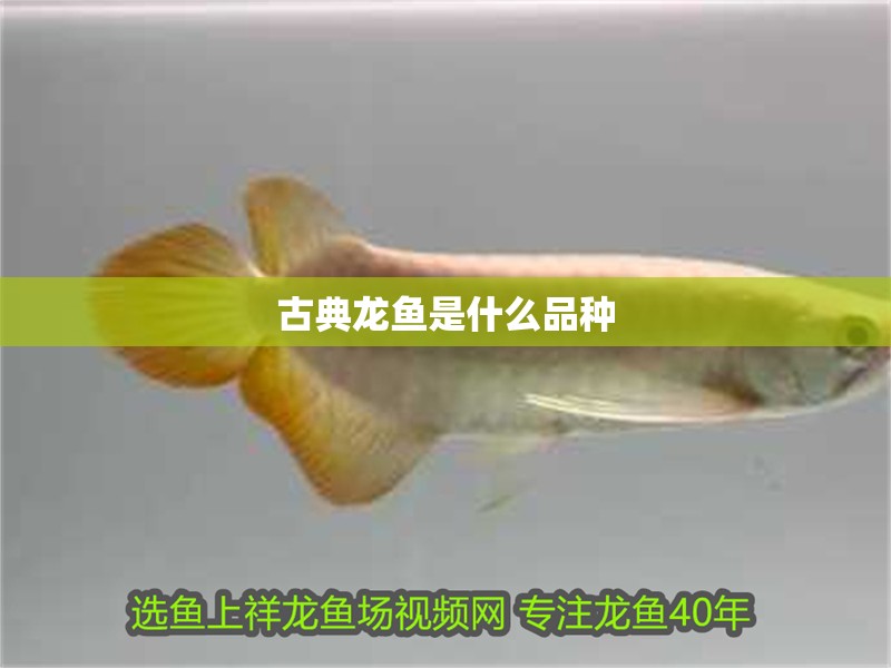 古典龍魚是什么品種