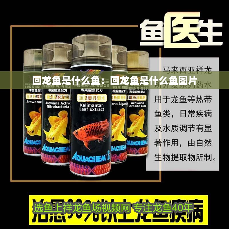 回龍魚是什么魚：回龍魚是什么魚圖片