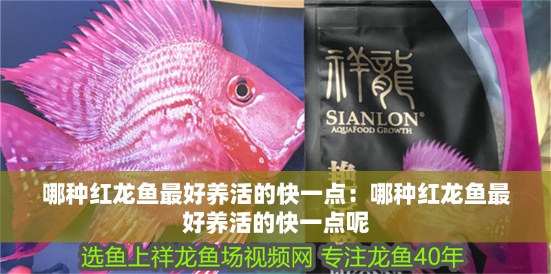 哪種紅龍魚最好養(yǎng)活的快一點:哪種紅龍魚最好養(yǎng)活的快一點呢 水族問答 哪種紅龍魚最好養(yǎng)活的快一點:哪種紅龍魚最好養(yǎng)活的快一點呢 哪種紅龍魚最好養(yǎng)活的快一點:哪種紅龍魚最好養(yǎng)活的快一點呢 水族問答