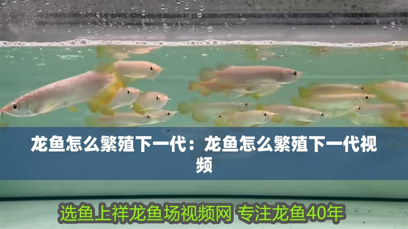 龍魚怎么繁殖下一代：龍魚怎么繁殖下一代視頻 龍魚怎么繁殖下一代：龍魚怎么繁殖下一代視頻 水族問答