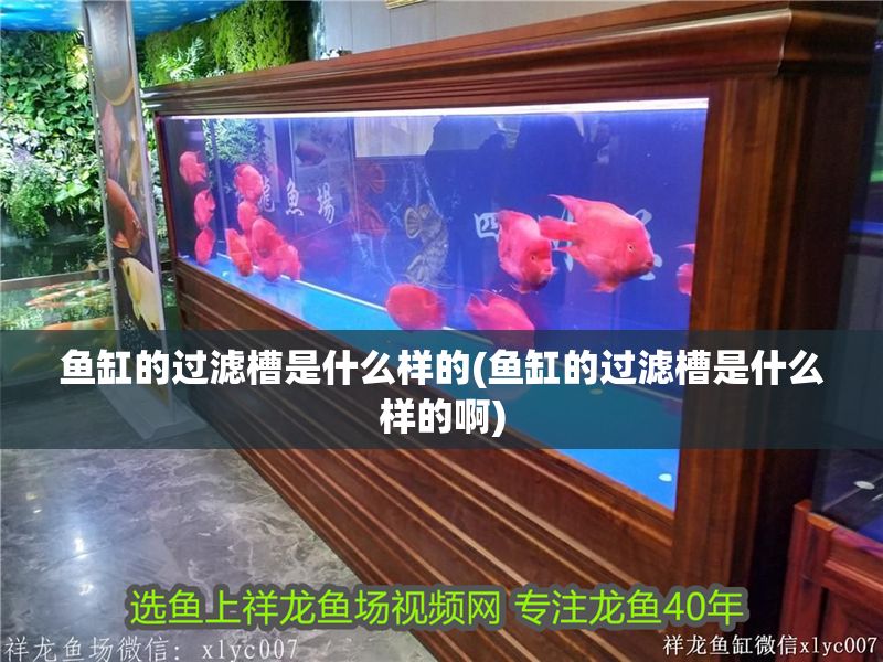 魚(yú)缸的過(guò)濾槽是什么樣的(魚(yú)缸的過(guò)濾槽是什么樣的啊)