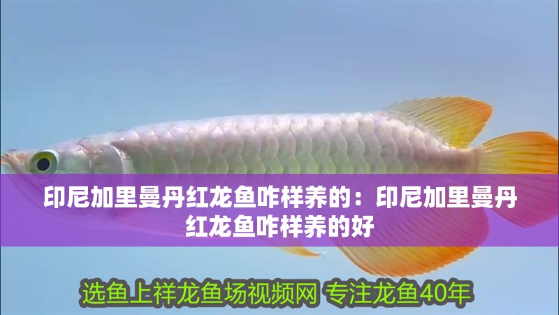 印尼加里曼丹紅龍魚咋樣養(yǎng)的：印尼加里曼丹紅龍魚咋樣養(yǎng)的好