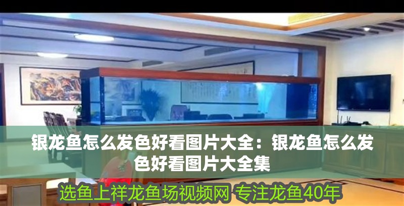 銀龍魚怎么發色好看圖片大全：銀龍魚怎么發色好看圖片大全集