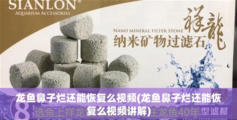 龍魚鼻子爛還能恢復么視頻(龍魚鼻子爛還能恢復么視頻講解) 龍魚鼻子爛還能恢復么視頻(龍魚鼻子爛還能恢復么視頻講解) 龍魚百科 第1張