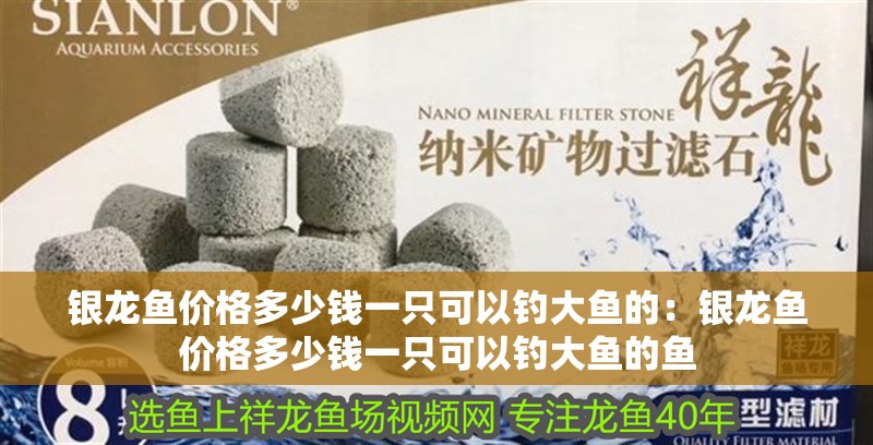 銀龍魚價格多少錢一只可以釣大魚的：銀龍魚價格多少錢一只可以釣大魚的魚