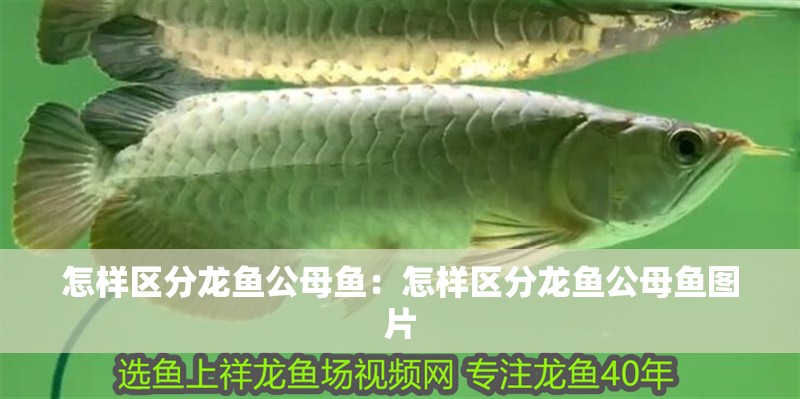 怎樣區(qū)分龍魚公母魚：怎樣區(qū)分龍魚公母魚圖片