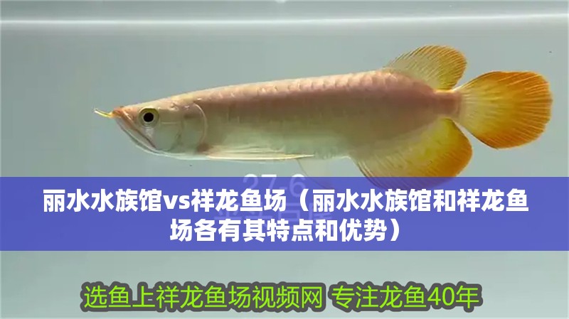 麗水水族館vs祥龍魚場(麗水水族館和祥龍魚場各有其特點和優勢) 全國水族館企業名錄 第3張 麗水水族館vs祥龍魚場(麗水水族館和祥龍魚場各有其特點和優勢) 麗水水族館vs祥龍魚場(麗水水族館和祥龍魚場各有其特點和優勢) 全國水族館企業名錄 第3張