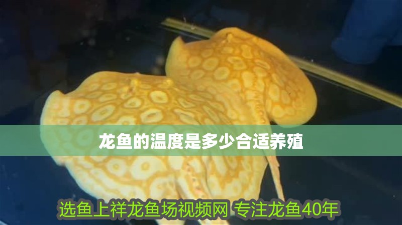 龍魚的溫度是多少合適養殖