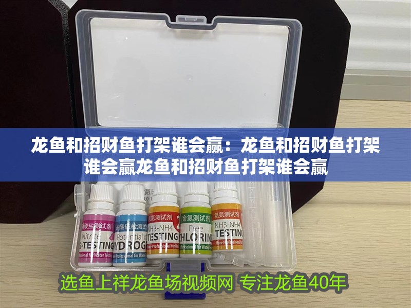 龍魚和招財魚打架誰會贏：龍魚和招財魚打架誰會贏龍魚和招財魚打架誰會贏