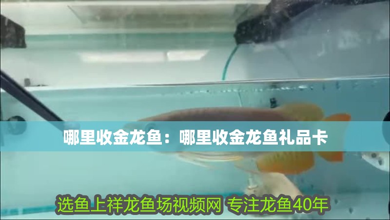 哪里收金龍魚：哪里收金龍魚禮品卡 哪里收金龍魚：哪里收金龍魚禮品卡 水族問答