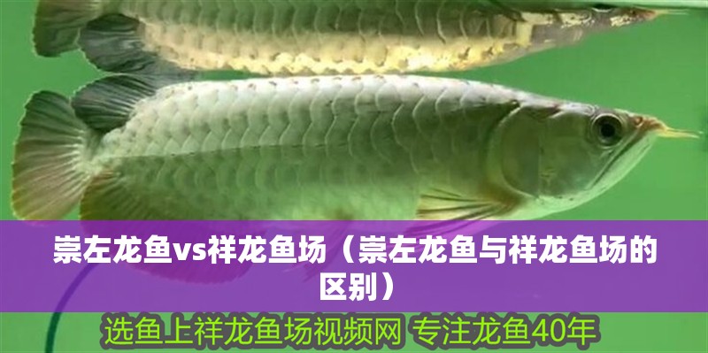 崇左龍魚vs祥龍魚場（崇左龍魚與祥龍魚場的區別） 崇左龍魚vs祥龍魚場（崇左龍魚與祥龍魚場的區別） 全國水族館企業名錄 第1張