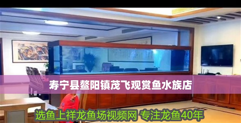 壽寧縣鰲陽鎮茂飛觀賞魚水族店