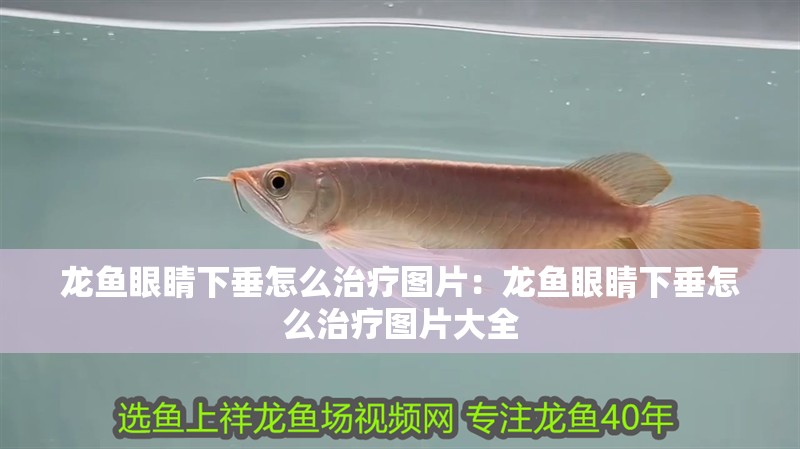 龍魚眼睛下垂怎么治療圖片：龍魚眼睛下垂怎么治療圖片大全