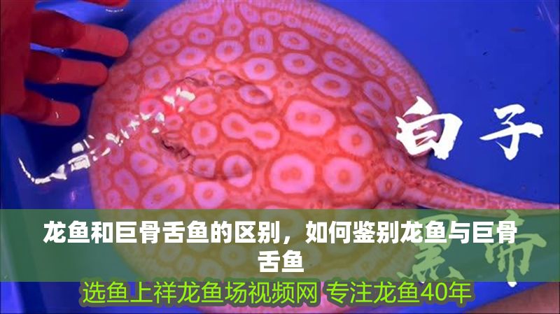 龍魚(yú)和巨骨舌魚(yú)的區(qū)別，如何鑒別龍魚(yú)與巨骨舌魚(yú)